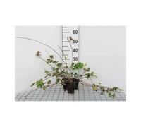 12 x Rubus hybr Betty Ashburner - Ronce Betty Ashburner en pot 9 x 9 cm