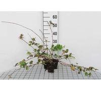 12 x Rubus hybr. 'Betty Ashburner' - Ronce 'Betty Ashburner' - Pot 9 cm x 9 cm