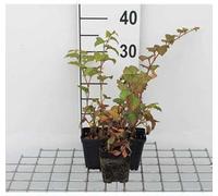 12 x Rubus tricolor - Ronce de Chine - pot 9 cm x 9 cm