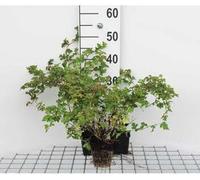 12 x Stephanandra inc. 'Crispa' - Spathelminthe en couronne - pot 9 cm x 9 cm
