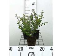 12 x Symphoricarpos chen. 'Hancock' - Mûrier pourpre bas 'Hancock' - Pot 9 cm x 9 cm