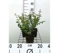 12 x Symphoricarpos chen Hancock - Symphorine De Chenault Hancock en pot 9 x 9 cm