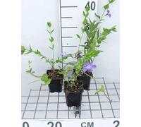 12 x Vinca difformis acutiloba - Pervenche Difforme, Pervenche Intermédiaire en pot 9 x 9 cm