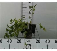 12 x Vinca major - Grande Pervenche en pot 9 x 9 cm