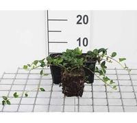 12 x Vinca minor 'Alba' - Petite pervenche à fleurs blanches - Pot 9 cm x 9 cm