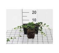 12 x Vinca minor Alba - Petite Pervenche Blanche, Violette Des Morts en pot 9 x 9 cm