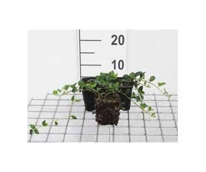 12 x Vinca minor Alba - Petite Pervenche Blanche, Violette Des Morts en pot 9 x 9 cm