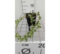 12 x Vinca minor Argenteovariegata - Petite Pervenche Argenteovariegata en pot 9 x 9 cm