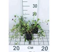 12 x Vinca minor Aureovariegata - Petite Pervenche À Fleurs Pourpres, Violette Des Morts en pot 9 x 9 cm