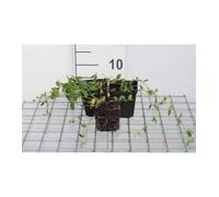 12 x Vinca minor Gertrude Jekyll - Petite Pervenche, Pervenche Mineure Gertrude Jekyll en pot 9 x 9 cm