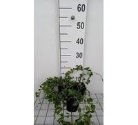 12 x Vinca minor La Grave bowles variety - Petite Pervenche La Grave en pot 9 x 9 cm