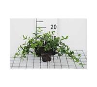 12 x Vinca minor - Petite Pervenche, Pervenche Mineure en pot 9 x 9 cm