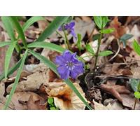 12 x Vinca minor - Petite pervenche - Pot 9 cm x 9 cm
