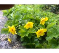 12 x Waldsteinia ternata - Fraisier doré en pot 9 x 9 cm