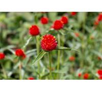 120 Graine Graines Semences - Globe Amarantine - Superbe ROUGE écarlate - Fleurs Jardin - 229