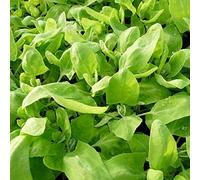 120 Graines d'Arroche Verte - légume ancien - jardin potager méthode BIO