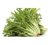 120 Graines de Chicorée Frisée - jardin potager légumes méthode BIO