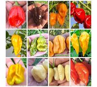 120 Graines de Piment en 12 Variétés les plus Savoureuses de Habaneros, COLLECTION HABANERO + Guide: SAVINA, FATALII, CHOCOLATE, ORANGE, MUSTARD, GREEN, PEACH, BULLET, YELLOW, MUSTARD, GIANT y MAYA