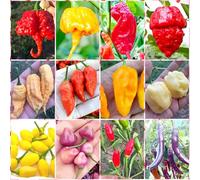 120 Graines des 12 Piments Chili les plus Forts du Monde, Collection SUPER HOT + Guide : CAROLINA REAPER, JAY GHOST, APOCALYPSE, NAGA MORICH, BHUT JOLOKIA, HABANERO, PIMENTA, CALABRESE, ROXA, CAYENNE.