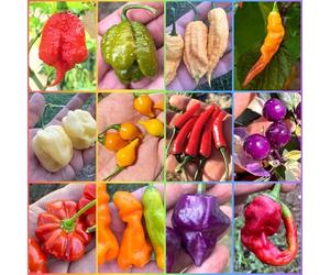 120 Graines des 12 Piments les plus Bizarres du Monde, Collection FANTASY + Guide: PRIMO, SCORPION, HABANERO, VIAGRA-NATURAL, UFO, PSYCO PEARL, EROTICO-PEPPER, TRUNK, JAY PEACH, CHUPETINHO etc