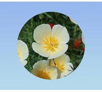 1200 Graines Coquelicot de Californie creme blanc - alba - Eschscholzia