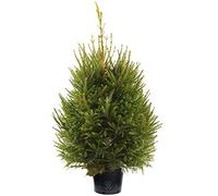 120cm Sapin de Norvège - Arbre de Noël en Pot - Plante en Pot Vivante et fraîche