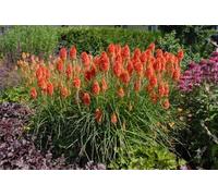 125 Graines de Tison de Satan - Tritome à Longues Grappes - Kniphofia uvaria - Vivace 3 Couleurs - Fleur Jardin - 299
