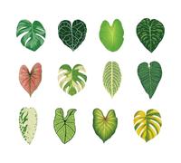 12pcs Aimant Frigo Feuille, Acrylique Aimants Décoratifs Plantes Décoration Amusante Monstera pour Cuisine Bureau École Maison Réfrigérateur Casier Tableau Blanc (12 Styles)