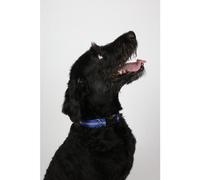 12X Collier Réfléchissant Pour Chien L/M/S - Réfléchissant & Réglable