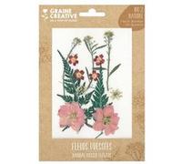 13 fleurs pressées - prairie rouge Rose G