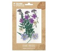 13 fleurs pressées - prairie violette Violet G