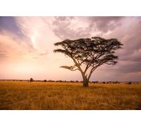 137054425 Tableau panoramique d'un acacia solitaire à Savannah dans le parc national du Serengeti, Tanzanie - Safari en Afrique - 60 x 40 cm