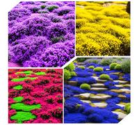14 000 + graines de thym rampantes pour la plantation de tapis magique pour la plantation de plantes d'herbes dans votre maison, jardin, cour