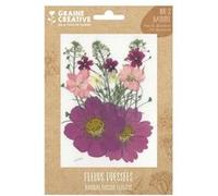 14 fleurs pressées - prairie parme Violet G