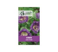 14 Graines de Cobée Grimpante Violette - Liane à Cloches Géantes