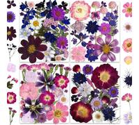 143pcs Purple Pressed Dried Flowers For Real Nature Daisy Flowers For Jewellery Soap Vase Card Scrapbook Art Decorations