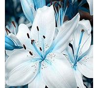 15: 50pcs / bag Iris semi di orchidee, piantare i semi farfalla iris fiori perenni per il giardino di casa piantare 15