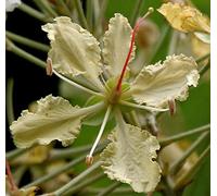 15 Bauhinia Vahlii Seeds, Maloo Creeper Seeds, Camel's Foot Creeper: Only Seeds