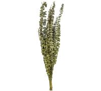 15 Branches d'eucalyptus séché 150 g 66 cm - Vert
