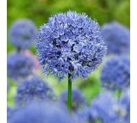 15 bulbes de Allium azureum | Aulx décoratifs | Circonférence 5/+ cm | Bulbes provenant des meilleurs producteurs néerlandais | Sélection exclusive et contrôle qualité | Floraison garantie.