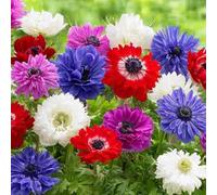 15 bulbes de Anemone coronaria 'St. Brigid' en mélange | Circonférence 6/7 cm | Bulbes provenant des meilleurs producteurs néerlandais | Sélection exclusive et contrôle qualité | Floraison garantie.