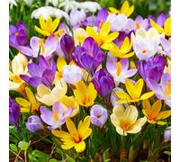 15 bulbes de crocus botaniques en mélange | Circonférence 5/+ cm | Bulbes provenant des meilleurs producteurs néerlandais | Sélection exclusive et contrôle qualité | Floraison garantie.
