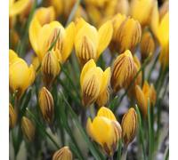 15 bulbes de Crocus chrysanthus ‘Fuscotinctus' | Circonférence 5/7 cm | Bulbes provenant des meilleurs producteurs néerlandais | Sélection exclusive et contrôle qualité | Floraison garantie.