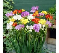 15 bulbes de freesia à fleurs doubles en mélange | Circonférence 5/6 cm | Bulbes des meilleurs producteurs néerlandais | Sélection exclusive et contrôle qualité | Floraison garantie.