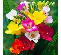 15 bulbes de freesia à fleurs simples en mélange | Circonférence 5/6 cm | Bulbes provenant des meilleurs producteurs néerlandais | Sélection exclusive et contrôle qualité | Floraison garantie.