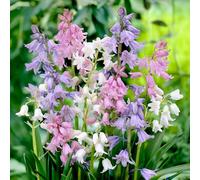 15 bulbes de Hyacinthoides hispanica en mélange | Circonférence 7/8 cm | Bulbes provenant des meilleurs producteurs néerlandais | Sélection exclusive et contrôle qualité | Floraison garantie.