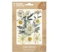 15 fleurs pressées - prairie blanche Blanc G