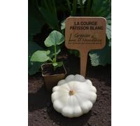 15 graines à semer - Le Grenier d'Abondance - COURGE Patisson Blanc - Curcurbita Pepo