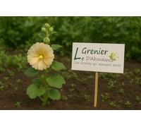 15 graines à semer - Le Grenier d'Abondance - Rose Trémière Majorette - Althaea Rosea Majorette