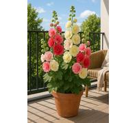 15 graines à semer - Le Grenier d'Abondance - Rose Trémière 'Summer Carnival' - Alcea rosea 'Summer Carnival'